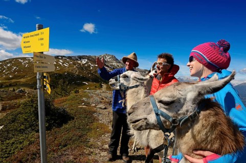Llama tour at the summit of Boeses Weibele Mountain in the Defregger Group
