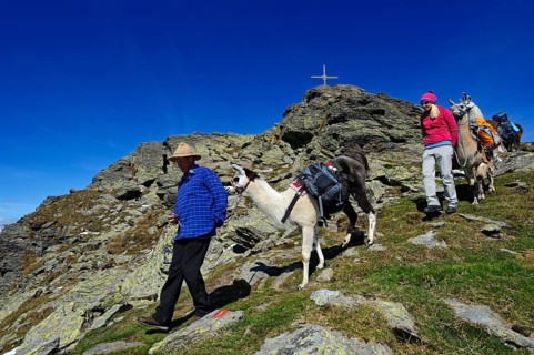 Llama tour to the summit of Boeses Weibele Mountain in the Defregger Group