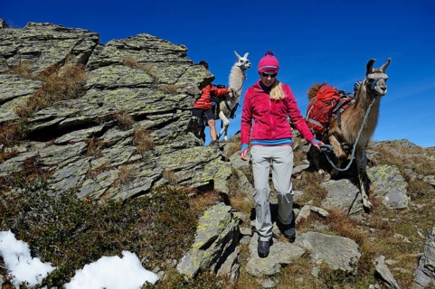 Llama tour at the summit of Boeses Weibele Mountain in the Defregger Group