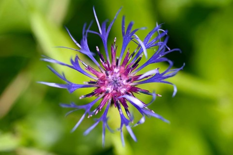 Teufelskrallen (Phyteuma)