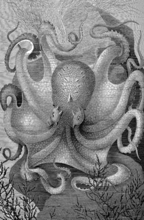 Common Octopus (Octopus vulgaris)