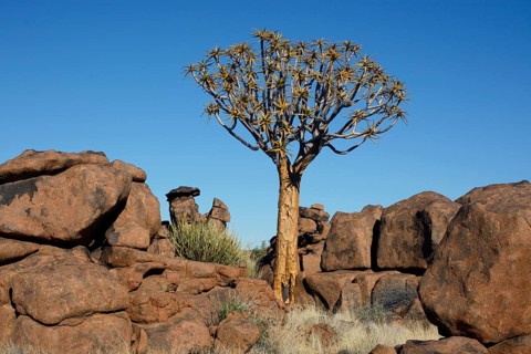 Quiver Tree or Kokerboom (Aloe dichotoma) and rock formations at the "Giants' Playground"