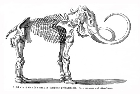 Skeleton of a Mammoth (Elephas primigenius)