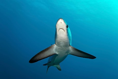 Common Thresher Shark (Alopias vulpinus)