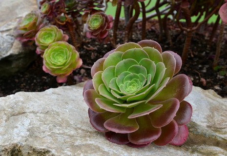 Tree Aeonium (Aeonium arboreum var holochrysum)