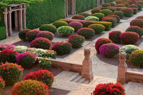 Gardens with colourful bougainvillea bushes
