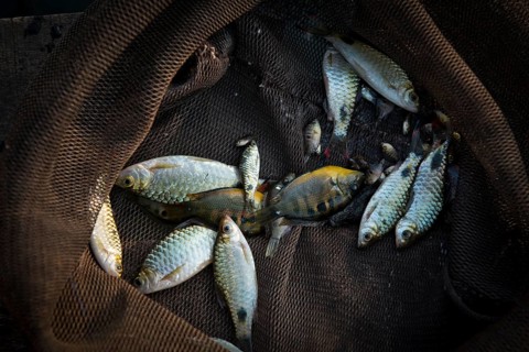 Small fish in a net