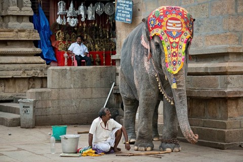Decorated temple elephant and mahout