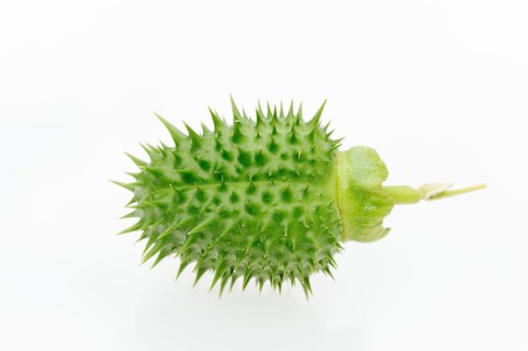 Jimson Weed or Datura (Datura stramonium)