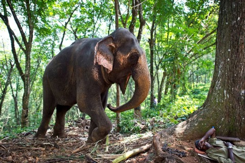 Asian Elephant (Elephas maximus)