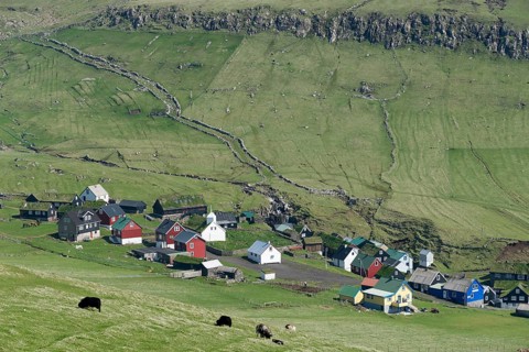 Grazing sheep