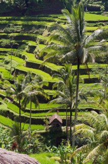 Rice terraces and coconut trees
