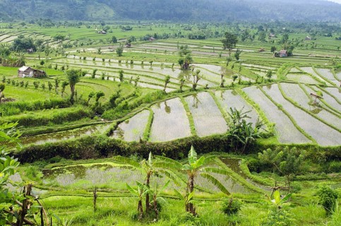 Rice terraces