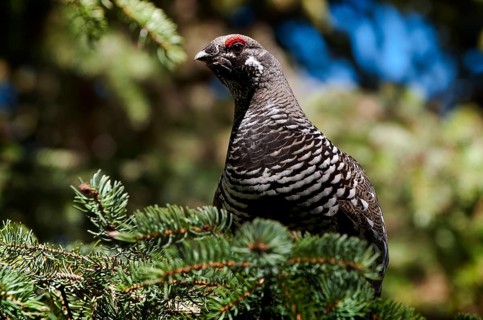 A male Spruce Grouse or Canada Grouse (Falcipennis canadensis)