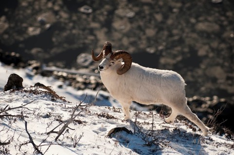 A Dall sheep (Ovis dalli) ram