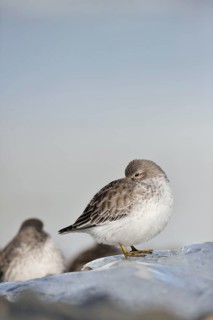 Rock sandpipers (Calidris ptilocnemis)
