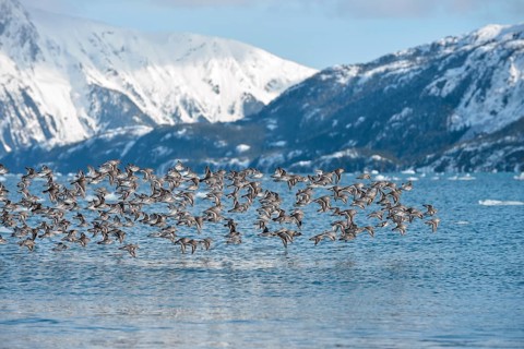 Rock sandpipers (Calidris ptilocnemis)