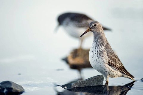 Rock sandpipers (Calidris ptilocnemis)