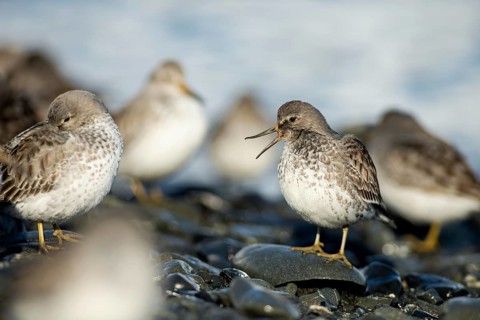 Rock sandpipers (Calidris ptilocnemis)