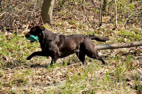 Brown Labrador Retriever carrying a dummy