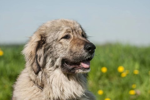 Caucasian Shepherd Dog