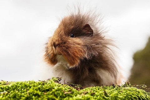 Swiss Teddy Guinea Pig