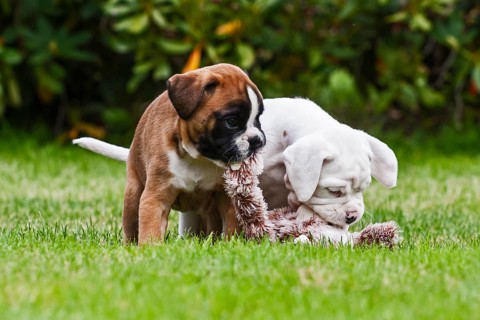 Two Boxer puppies at play