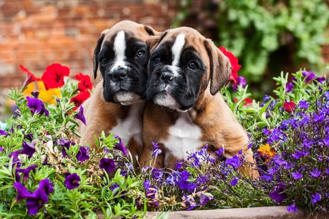 Boxer puppies