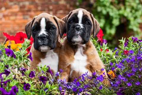 Boxer puppies