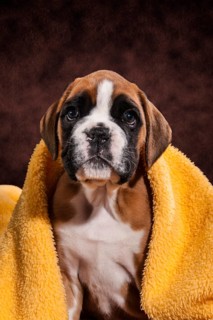 Boxer dog