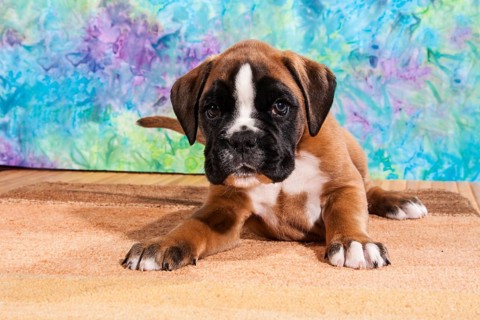 Boxer dog