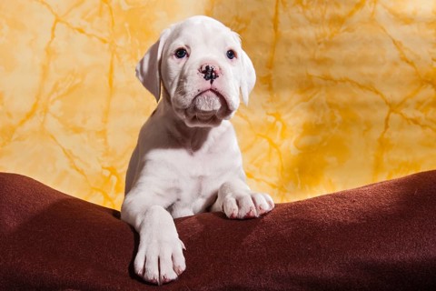 Boxer dog