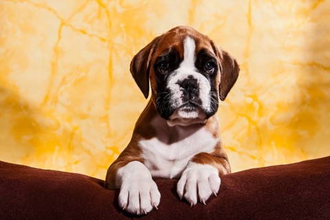 Boxer dog