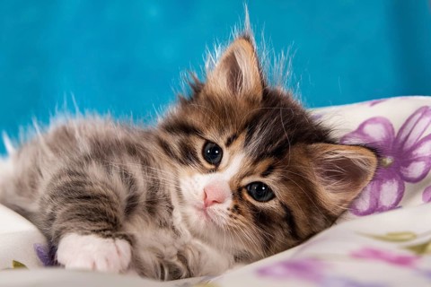 Siberian Forest Cat