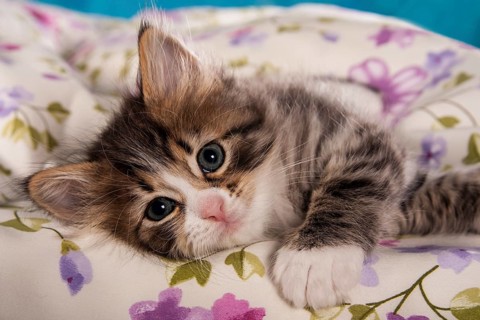 Siberian Forest Cat