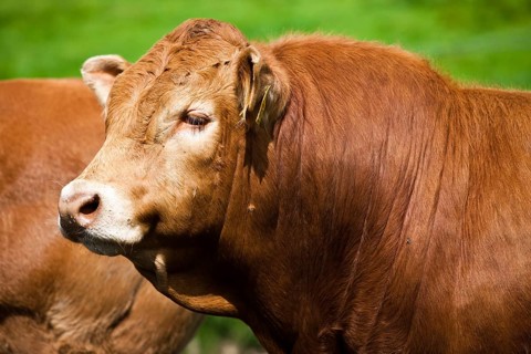 Limousin Cattle
