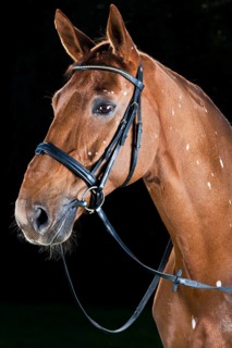 Bridled Hanoverian