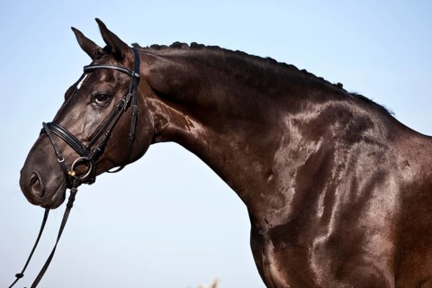 Bridled Hanoverian