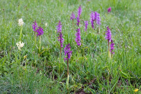Elder-flowered Orchid (Dactylorhiza sambucina)