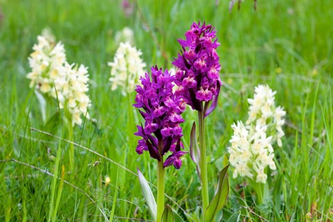 Elder-flowered Orchid (Dactylorhiza sambucina)