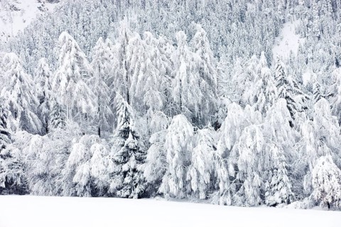 Snow-covered forest