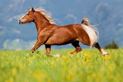Welsh Cob mare