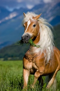 Haflinger mare
