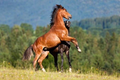 Austrian Warmblood and a Morgan Horse stallion fighting
