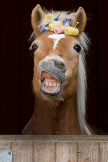 Haflinger mare