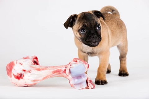 Retro Pug puppy with a bone