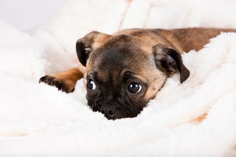Retro Pug puppy