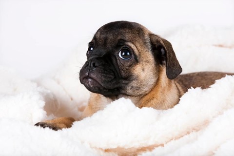 Retro Pug puppy