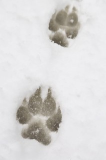 Paw prints of a large dog in the snow