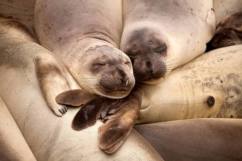Sleeping Northern Elephant Seals (Mirounga angustirostris)